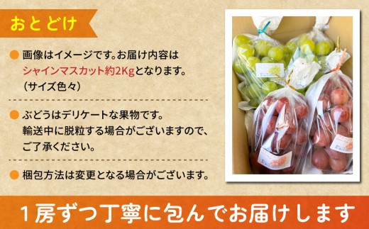 【2026年発送】長野県産 シャインマスカット 農家直送たっぷり2kg 詰め合わせ（サイズ不揃い）｜Ruga grape farm｜朝どれ 国産 人気 新鮮 種なし 皮ごと 高級 くだもの 完熟 ブドウ フルーツ 旬 信州 東御 先行予約 ※2026年9月上旬以降発送予定