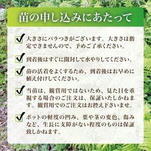 天然採取【西根の森】コゴミの苗 9本セット(ポット苗)国産山菜苗【1697540】