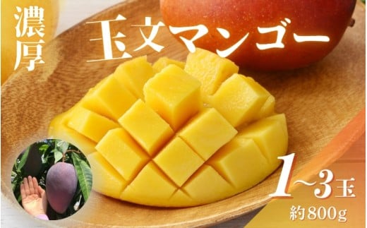 【希少マンゴー】濃厚玉文マンゴー　約800g(1～3玉)【ard039B】