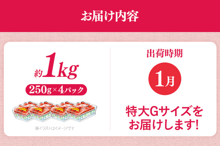 いちご あまおう 1000g 1月以降順次発送 いちご