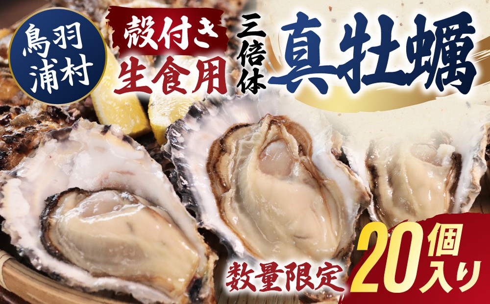 
                  【期間限定 】【10月15日まで受付】23-04 濃厚な甘みとコク！生食用 三倍体牡蠣 20個入り 生牡蠣 冷蔵 浦村牡蠣
                