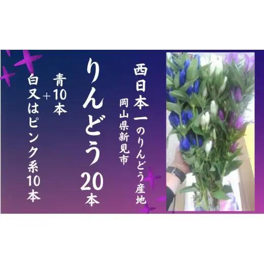 【2026年7月～9月発送】岡山県新見市産 新見のりんどう 20本