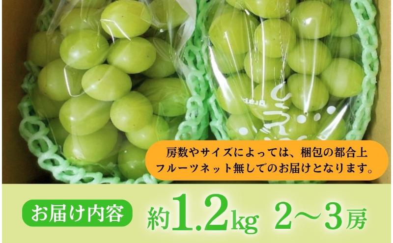 【2026年産】 シャインマスカット 1.2kg ぶどう 葡萄 ブドウ マスカット 果物 くだもの フルーツ デザート 旬の果物 旬のフルーツ 長野
