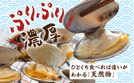 《先行予約》渥美産 旬の天然活あさり 2kg 先行予約 ふるさと納税 あさり 国産 ふるさと納税 アサリ 採れたて ふるさと納税 砂抜き 海鮮 魚介類 魚介 貝 送料無料 産地直送 応援 寄附