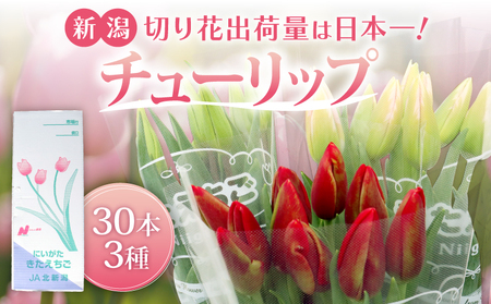 花 先行予約 チューリップ 30本  お任せ 花 花 花 花 花 花 JA004