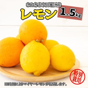 レモン 国産  檸檬 無農薬レモン マイヤーレモン  1.5kg