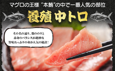 【中トロ定期便】 12回 約250g 2冊 養殖 本マグロ 合計6kg【中トロ 中とろ 本マグロの中トロ 本鮪中トロ 中トロ定期便】 Woo-0010