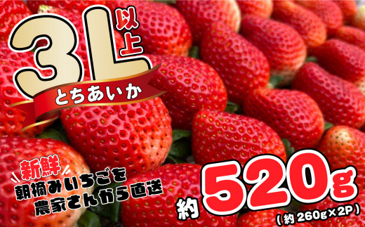 
とちあいか 3L以上 約520g(約260g×2P)
