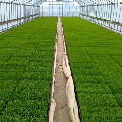 ふるさと納税 三条市 先行受付 新潟県三条産コシヒカリ 従来品種 5kg×1袋 令和7年産 精米 【016S084】 |  | 01