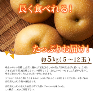 DS-08 王秋梨(5kg)