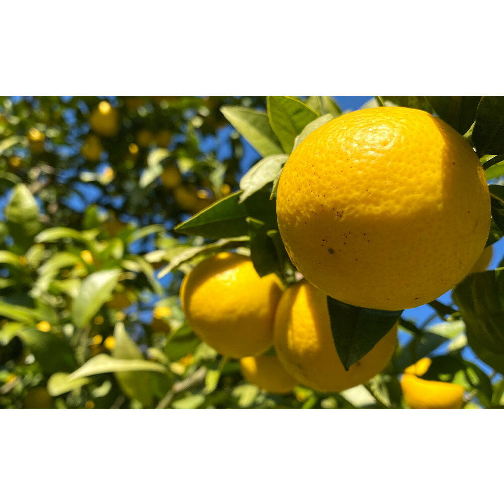 【ふるさと納税】【希少フルーツ】【露地栽培】湘南ゴールド(家庭用)　2kg　2026年3月下旬頃～4月中旬頃発送予定 | 湯河原町 2kg 地域特産品 露地栽培 熟成 柑橘類 フレッシュ