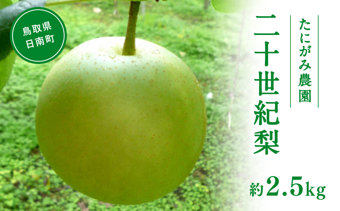 
                  【先行予約】たにがみ農園 二十世紀梨 2.5kg(5～9玉) 梨 なし フルーツ 果物 くだもの 鳥取県 佐治 梨 なし ナシ
                
