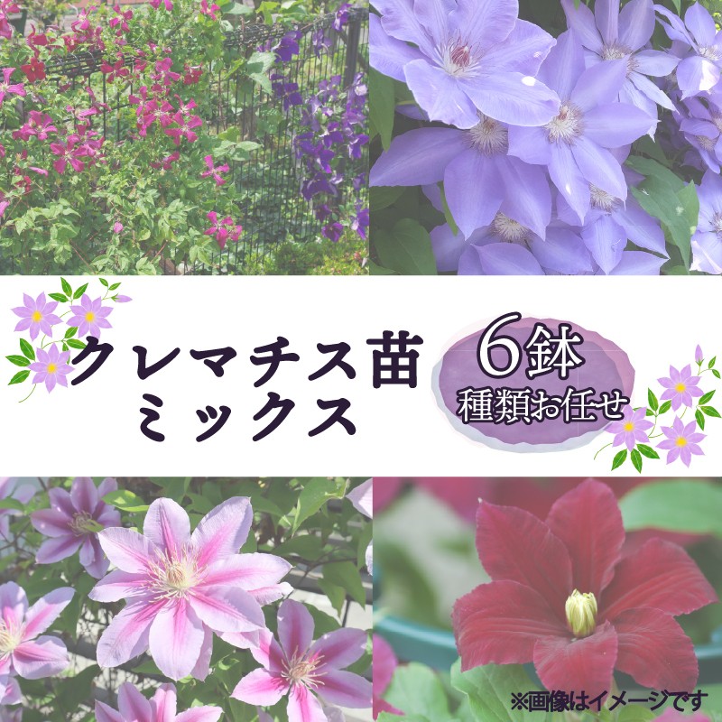 
                  花苗 クレマチス 苗 6鉢 セット ミックス 種類 おまかせ 花 お花 鉢花 鉢植え 園芸 ガーデニング 植物 葉 富士山 静岡県 長泉町 母の日 父の日 敬老の日  お歳暮 お中元 プレゼント ギフト 贈り物
                