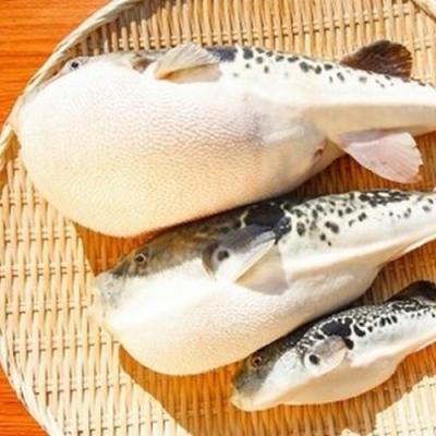 ふるさと納税 南あわじ市 【若男水産】淡路島3年とらふぐ活てっさ(4〜5人前) |  | 02