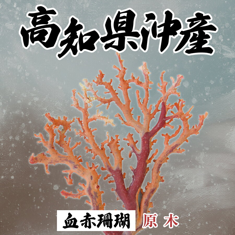 【ふるさと納税】高知県産血赤珊瑚の原木