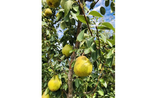【11月下旬から発送予定】洋梨 （シルバーベル） 約 3kg  熊谷農園 梨 シルバーベル 約 3kg なし ナシ 3キロ シルバーベル梨 旬の梨 洋梨 果実 しるばーべる 酸味 甘み 品種 果肉 果汁 たっぷり 果物 くだもの デザート フルーツ fruit nasi 2026年産 旬の果物 旬のフルーツ 高評価 大人気 おすすめ 特産品 岩手県産 RT3317
