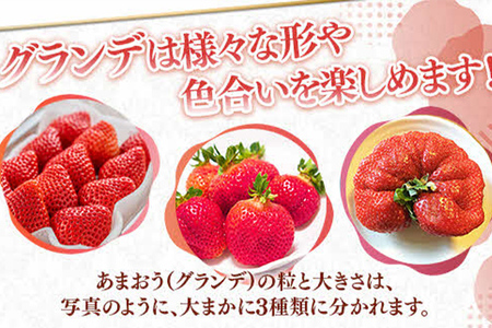 福岡県産 あまおう 1000g （250g×4パック） いちご 12月中発送 いちご 苺 フルーツ 果物 くだもの 大粒Gサイズ グランデ 農家直送 大粒 不揃い 福岡県 福岡 九州 グルメ お取り寄