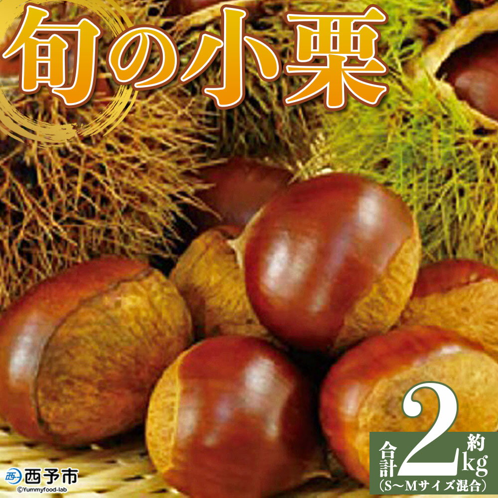 【ふるさと納税】＜旬の小栗 合計約2kg 愛媛県西予市産＞『9月上旬～10月中旬迄に順次出荷予定』 小さい 和栗 クリ くり 甘い ホクホク 小粒 マロン モンブラン 栗ご飯 栗きんとん 甘露煮 旬 国産栗 お取り寄せ サイズ 不揃い 家庭 特産品 国産 秋の味覚 宇都宮物産【冷蔵】