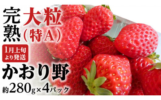 【 2025年1月上旬発送開始 】 完熟 かおり野 約280g×4P 国産 いちご イチゴ 苺 [BC032sa]