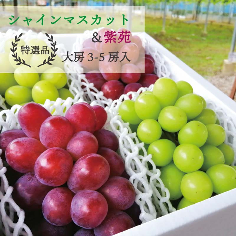 
                  【きよとうファーム】シャインマスカット&紫苑 上級品 大房3-5房入/計2.4kg～(岡山県産)【1549063】
                