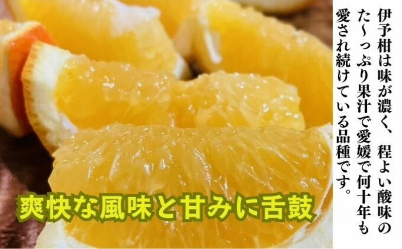 【 かんきつ 3種 定期便 】アレンユーレカ種 レモン ・ せと