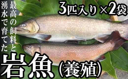 岩魚（養殖）
