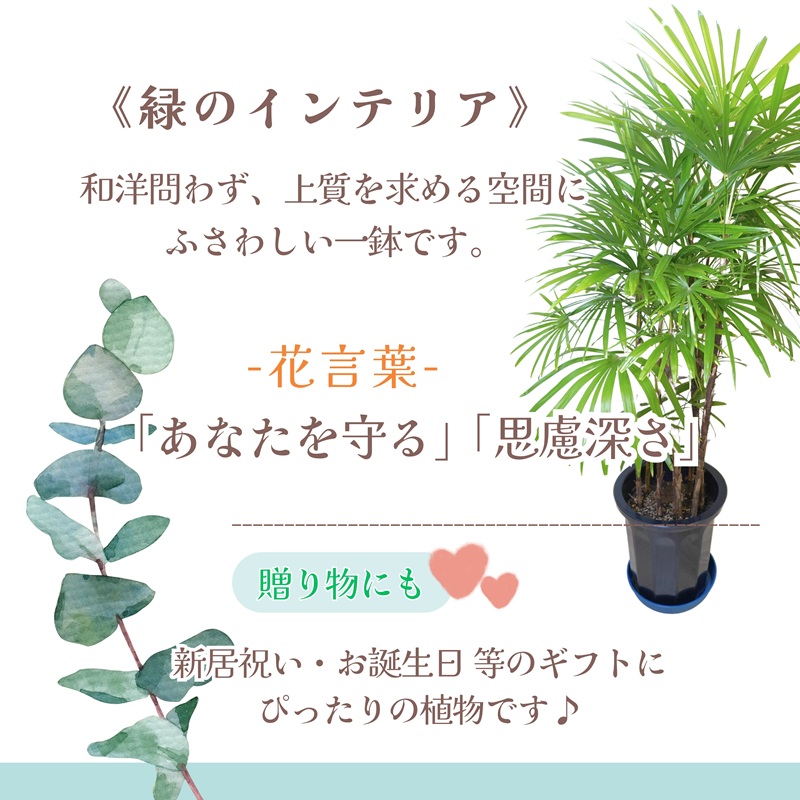 緑の匠が選んだ観葉植物 素敵な空間づくりに シュロチク 10号【E7-003】 シュロチク 観葉植物 インテリア 植物 新築祝い 贈り物 開店祝い 引っ越し祝い 送料無料
