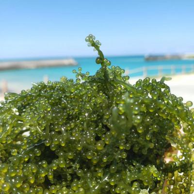 ふるさと納税 本部町 本部町の海ぶどう直売所直送!ビールや泡盛のお供にピッタリな海ぶどう1kg