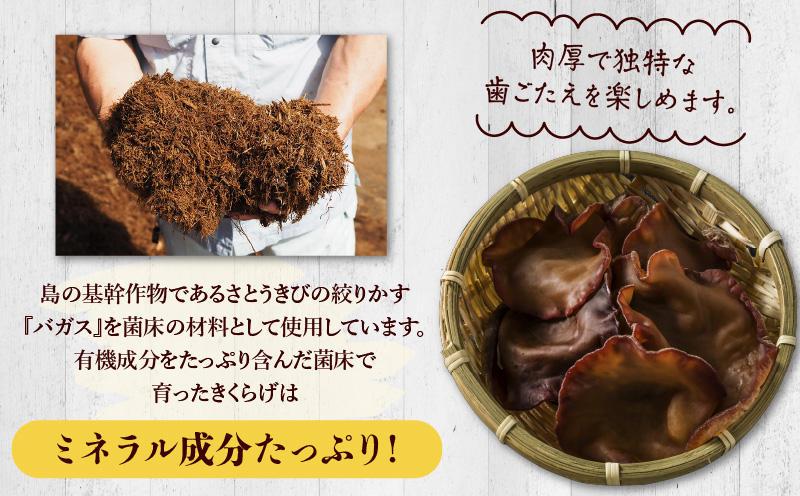 南国きくらげ 生・乾燥セットB　C070-003