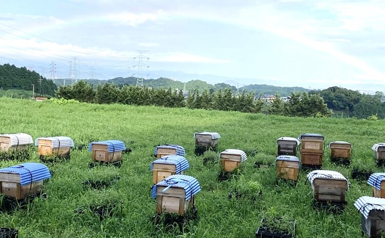 みよしの蜂蜜(みかん)220g×1本【はちみつ みかん 国産 ミツバチ 甘み スッキリ フルーティー トロトロ】 Z3-J063001