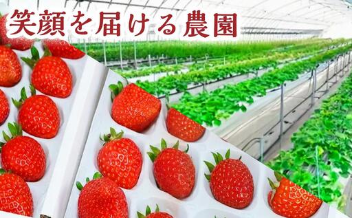 【爽やかな甘酸っぱさ】完熟いちごシャーベット 10個 いちご シャーベット スイーツ 果物 フルーツ 大粒 濃厚 産地直送  ギフト 贈答用 兵庫県 福崎町