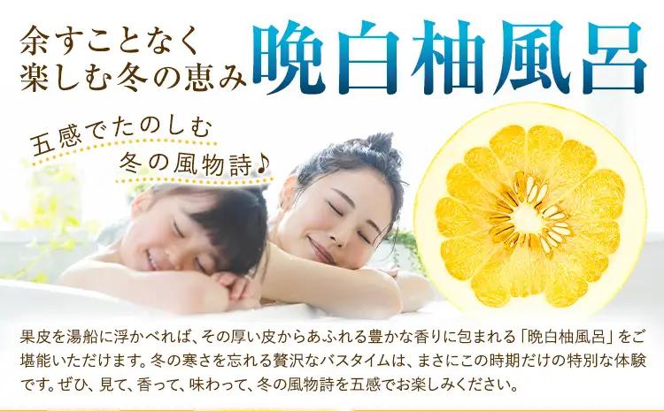 柑橘 晩白柚 2L 5玉 10kg 日本フルーツ株式会社
