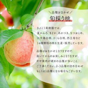 【発送月固定定期便】人気果物2種類が届く 桃とシャインの満足便!(岡山県産)全2回【配送不可地域：離島】【4063159】