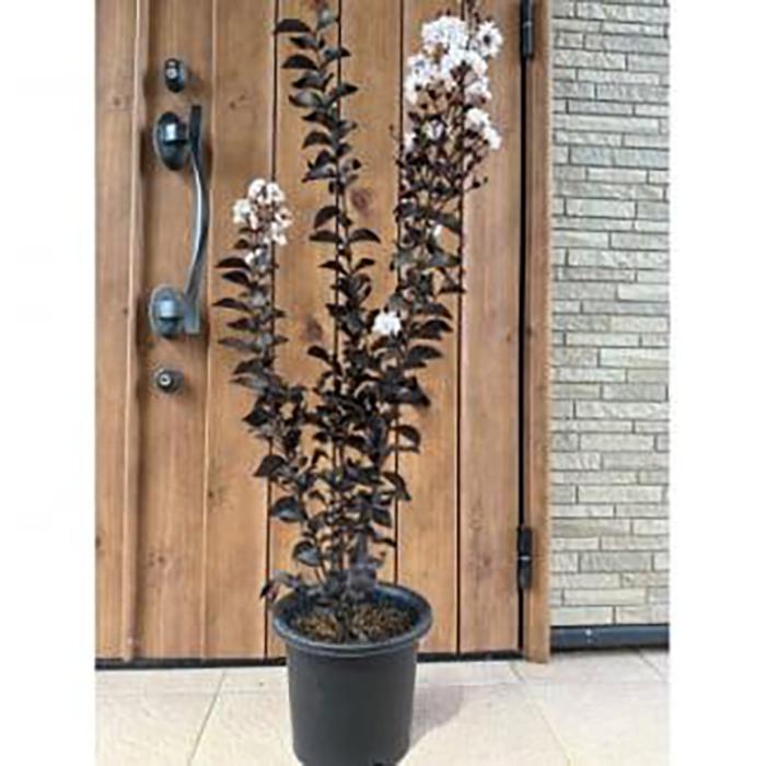 【ふるさと納税】輝くブラックリーフが美しいサルスベリ白花 8号(24cm)ガーデニング鉢