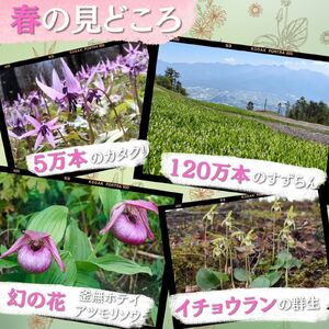 富士見パノラマリゾート ゴンドラ往復券 大人チケット 1枚 日本百名山 八ヶ岳・南アルプス一望 景観絶景 クーポン券 サービス券 ゴンドラ チケット 信州 着日指定不可 長野県富士見町