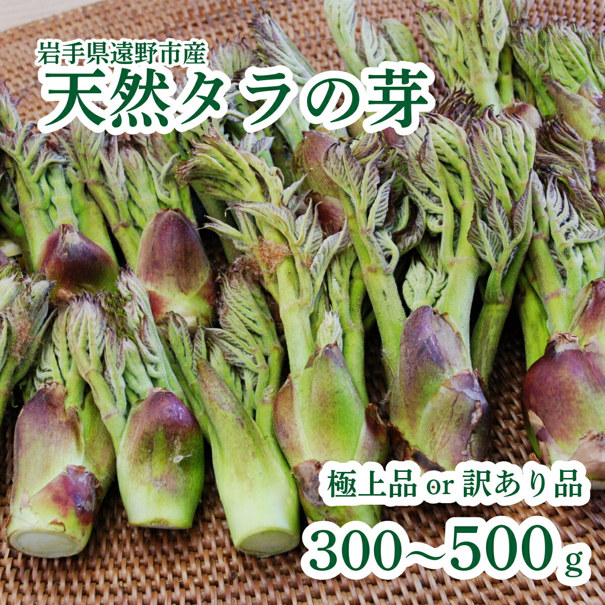 【ふるさと納税】タラの芽 選べる 極上品 もちタラ 300g 訳あり 500g 天然 岩手県 遠野市 産 自生 山菜 たらの芽 たらっぽ タラ 天ぷら お取り寄せ 旬 野菜 田村りんご店 期間限定 数量限定 令和8年 2026年 産 春野菜 春 産地 直送 新鮮 訳アリ わけあり ワケアリ 送料無料