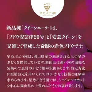 【特級】星乃クインニーナ 数量限定 1房(700g)【配送不可地域：離島】【1601598】