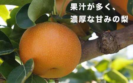 南水 秀品 約3kg 6～10玉 [おぶせファーマーズ]   梨 なし フルーツ 果物 クール便 冷蔵便 長野 信州 先行予約 数量限定 令和7年産 【2025年9月下旬～10月下旬発送】