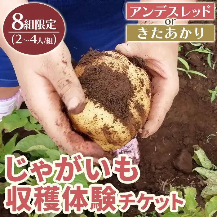湧水町じゃがいも収穫体験チケット(1列分) 収穫 収穫体験 体験 チケット ジャガイモ 芋 招待券 レジャー 観光 旅行 お土産 おみやげ 持ち帰り 自然 農業体験【中津川ファーム】_y593