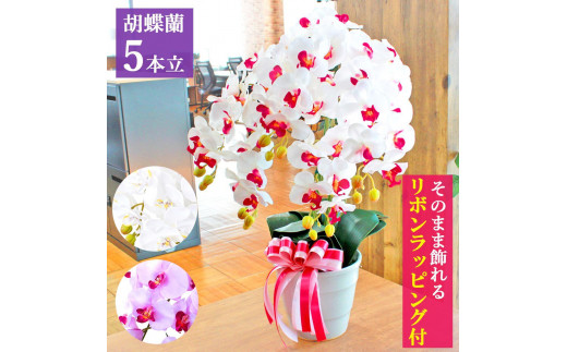 
                  造花 シルクフラワーの胡蝶蘭の鉢植 5本立 CT触媒 ／ お花 コチョウラン 埼玉県
                