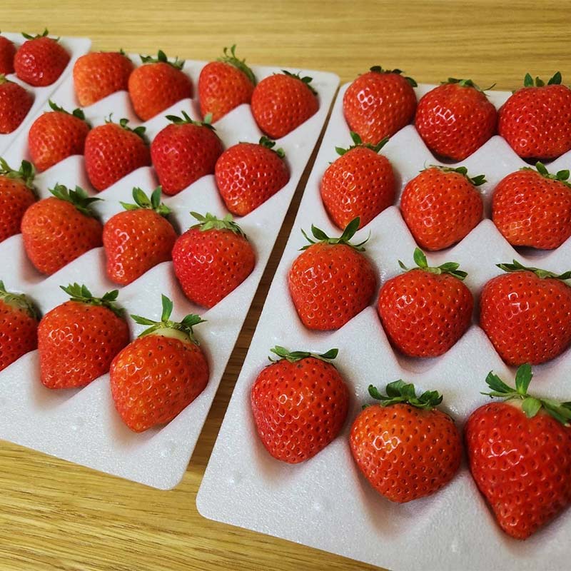 先行予約!【2026年6月末から順次発送】すずあかね 32～60粒×1箱 夏いちご 贈答用 イチゴ 夏イチゴ 果物 苺 いちご 夏 スィーツ ケーキ フルーツ 北海道 _F5F-0095