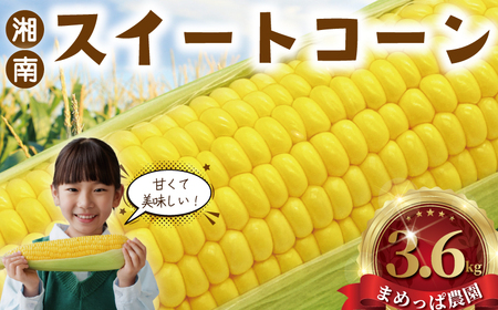 湘南とうもろこし 3.6kg 【2026年6月発送】とうもろこしとうもろこしとうもろこしとうもろこし