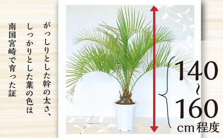 南国宮崎産 ココスヤシ 大（10号鉢) ココスヤシ 観葉植物 10号鉢