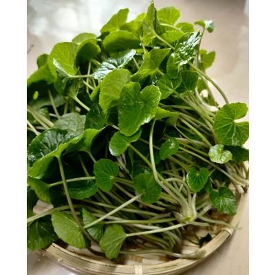 ふるさと納税 相馬市 相馬わさびセット小(がに芽 60g入×2パック・根茎 約35g×2本)