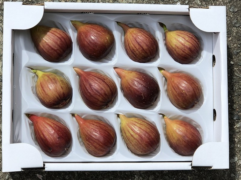 
樹上完熟イチジク 化粧箱入り 12個 / いちじく 無花果 完熟 フルーツ くだもの 贈答用
