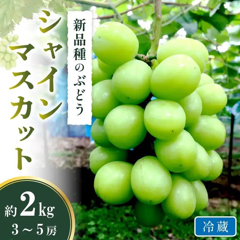 シャインマスカット(ぶどう)約2kg＜2026年9月から発送開始分先行予約＞【C-177】