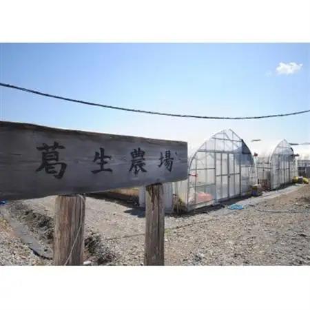 【春イチゴ】 大粒『とちあいか』(300g×2パック)_果物・フルーツ いちご  イチゴ 苺_【配送不可地域：離島・沖縄県】【1284042】