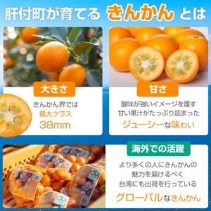 【A18004】＜先行予約受付中！2026年2月下旬に収穫ができ次第順次発送予定＞肝付町産 完熟ハウスきんかん(約3kg×1ケース)鹿児島 国産 フルーツ 果物 柑橘 金柑 きんかん 果汁 ギフト お