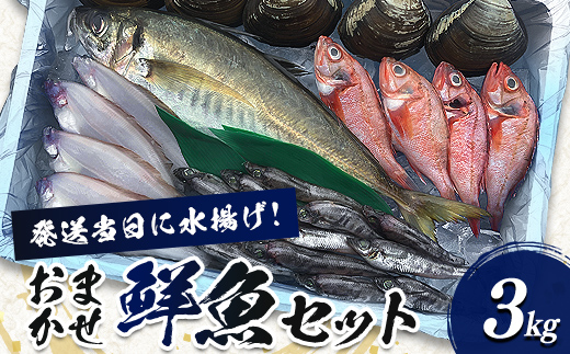 
                  相馬原釜港直送！ おまかせ 鮮魚セット 3kg  海の幸 鮮魚 魚 魚介 海産物 海鮮 食品 FAI-0068
                