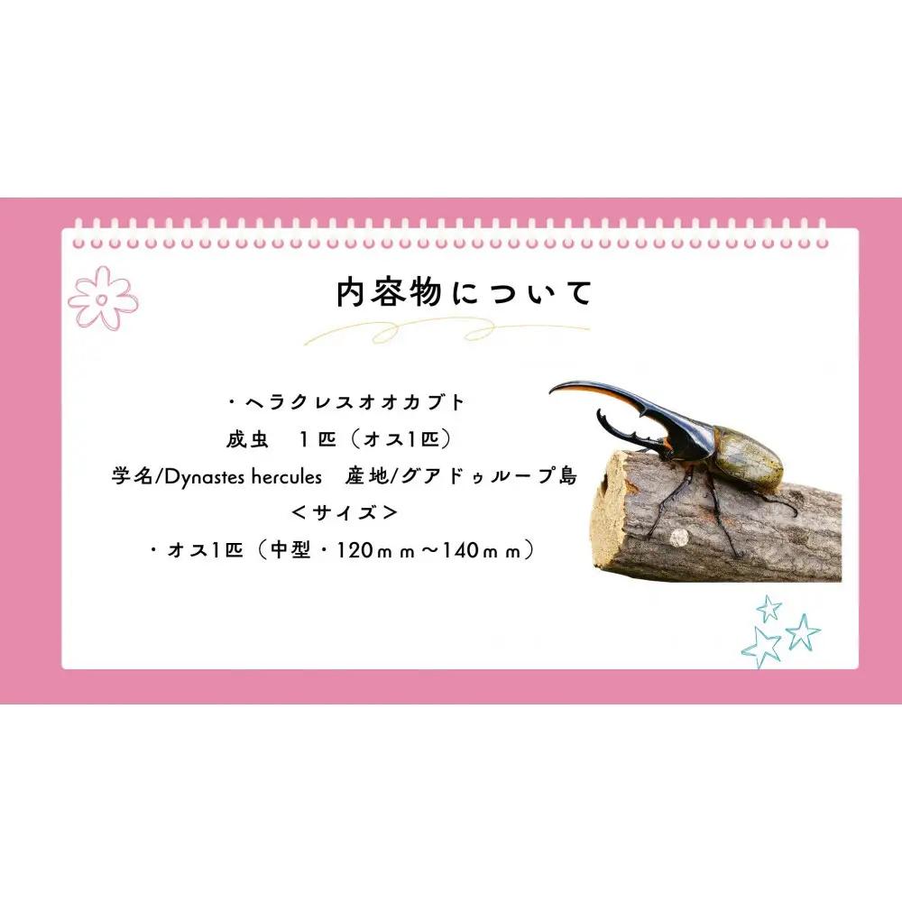 【虹色Farm】ヘラクレスオオカブト 成虫オス1匹(小型・100mm～120mm)訳アリ｜京都 ヘラクレス 人気
